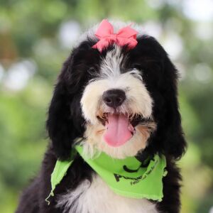 Bernedoodle Puppy Lydia