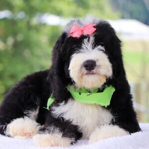 Bernedoodle Puppy Lydia