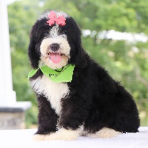 Bernedoodle Puppy Lydia