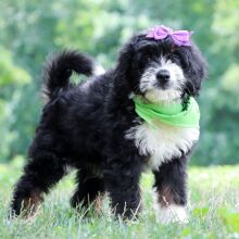 Bernedoodle Puppy Astra