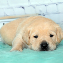 Labrador Retriever Puppy Dante