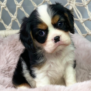 Cavalier King Charles Spaniel Puppy Wrinkles