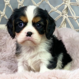 Cavalier King Charles Spaniel Puppy Wrinkles