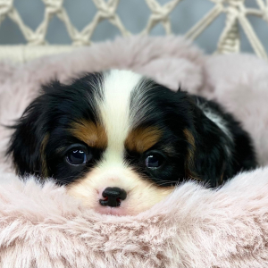 Cavalier King Charles Spaniel Puppy Wrinkles
