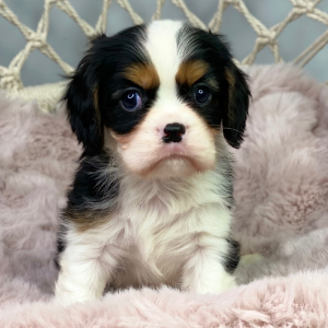 Cavalier King Charles Spaniel Puppy Wrinkles