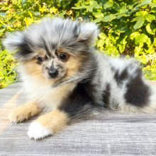 Pomeranian Puppy Blossom