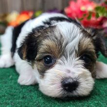 Yorkshire Terrier Puppy Gus