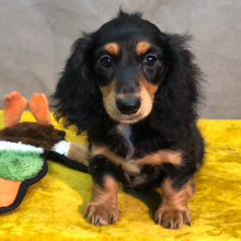 Dachshund Puppy Onna