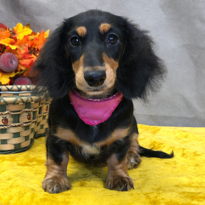 Dachshund Puppy Onna
