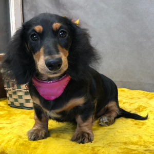 Dachshund Puppy Onna