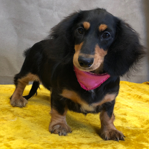 Dachshund Puppy Onna