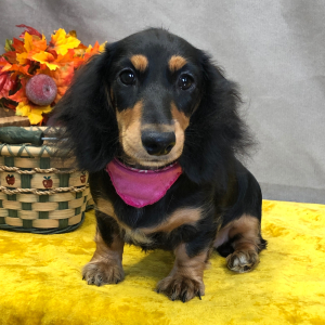 Dachshund Puppy Onna