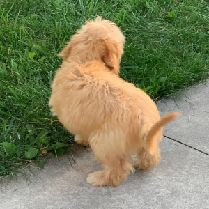 Goldendoodle Puppy Charolette