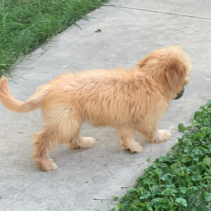 Goldendoodle Puppy Charolette