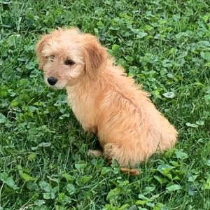 Goldendoodle Puppy Charolette