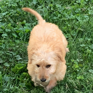 Goldendoodle Puppy Charolette