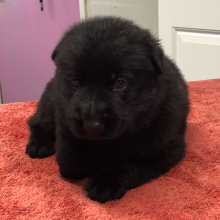 German Shepherd Dog Puppy Sumari