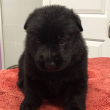 German Shepherd Dog Puppy Sumari