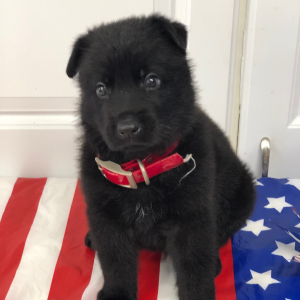 German Shepherd Dog Puppy Sumari