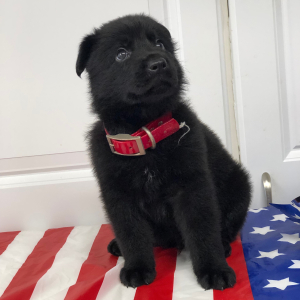 German Shepherd Dog Puppy Sumari