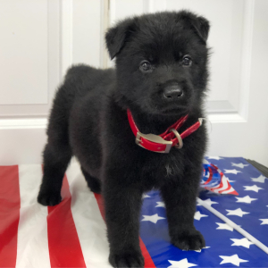 German Shepherd Dog Puppy Sumari