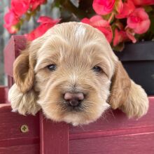 Cockapoo Puppy Troy