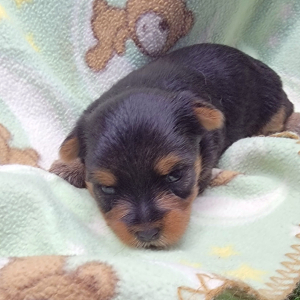 Yorkshire Terrier Puppy Iris