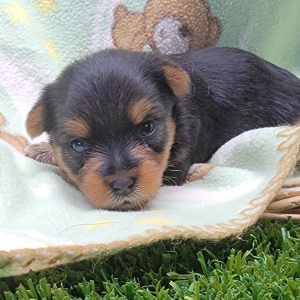 Yorkshire Terrier Puppy Iris