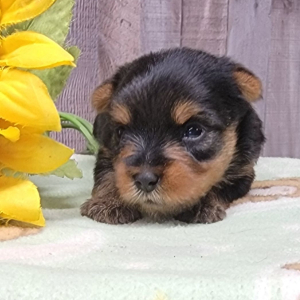Yorkshire Terrier Puppy Iris