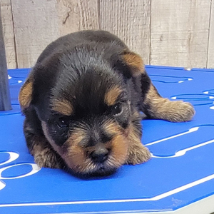 Yorkshire Terrier Puppy Iris