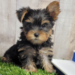 Yorkshire Terrier Puppy Iris