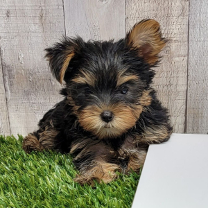 Yorkshire Terrier Puppy Iris