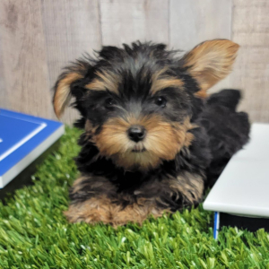 Yorkshire Terrier Puppy Iris