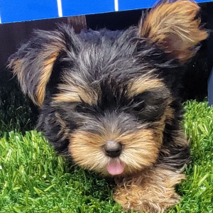 Yorkshire Terrier Puppy Iris