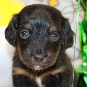 Dachshund Puppy Ian