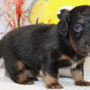 Dachshund Puppy Ian
