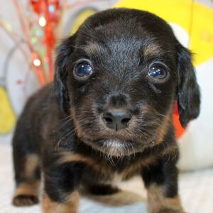 Dachshund Puppy Ian