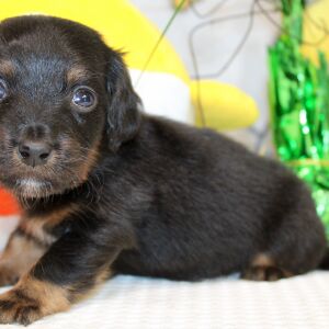 Dachshund Puppy Ian