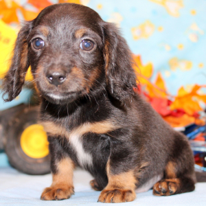 Dachshund Puppy Ian