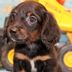 Dachshund Puppy Ian