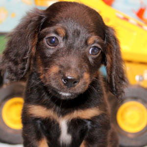 Dachshund Puppy Ian
