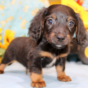 Dachshund Puppy Ian