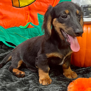 Dachshund Puppy Ian