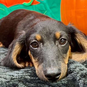 Dachshund Puppy Ian