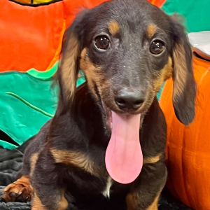 Dachshund Puppy Ian