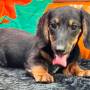 Dachshund Puppy Ian