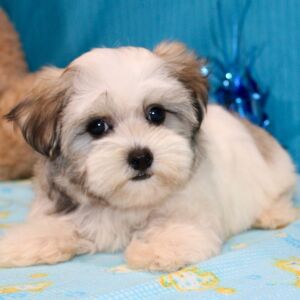 Morkie Puppy Juke