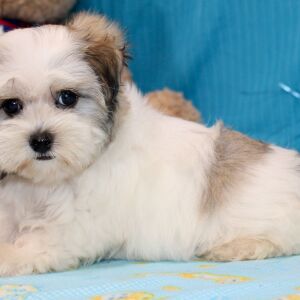 Morkie Puppy Juke