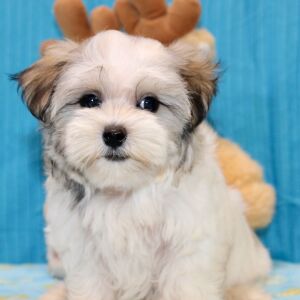 Morkie Puppy Juke