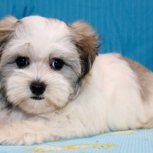 Morkie Puppy Juke